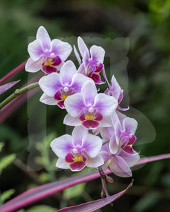 Orchid