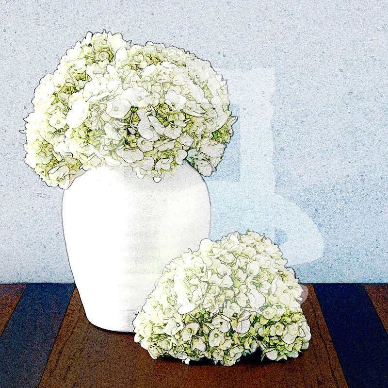 Hydrangea Sketch