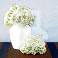 Hydrangea Sketch