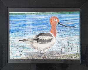 American Avocet